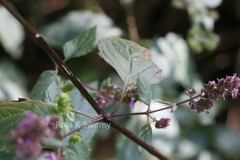 Pogostemon benghalensis